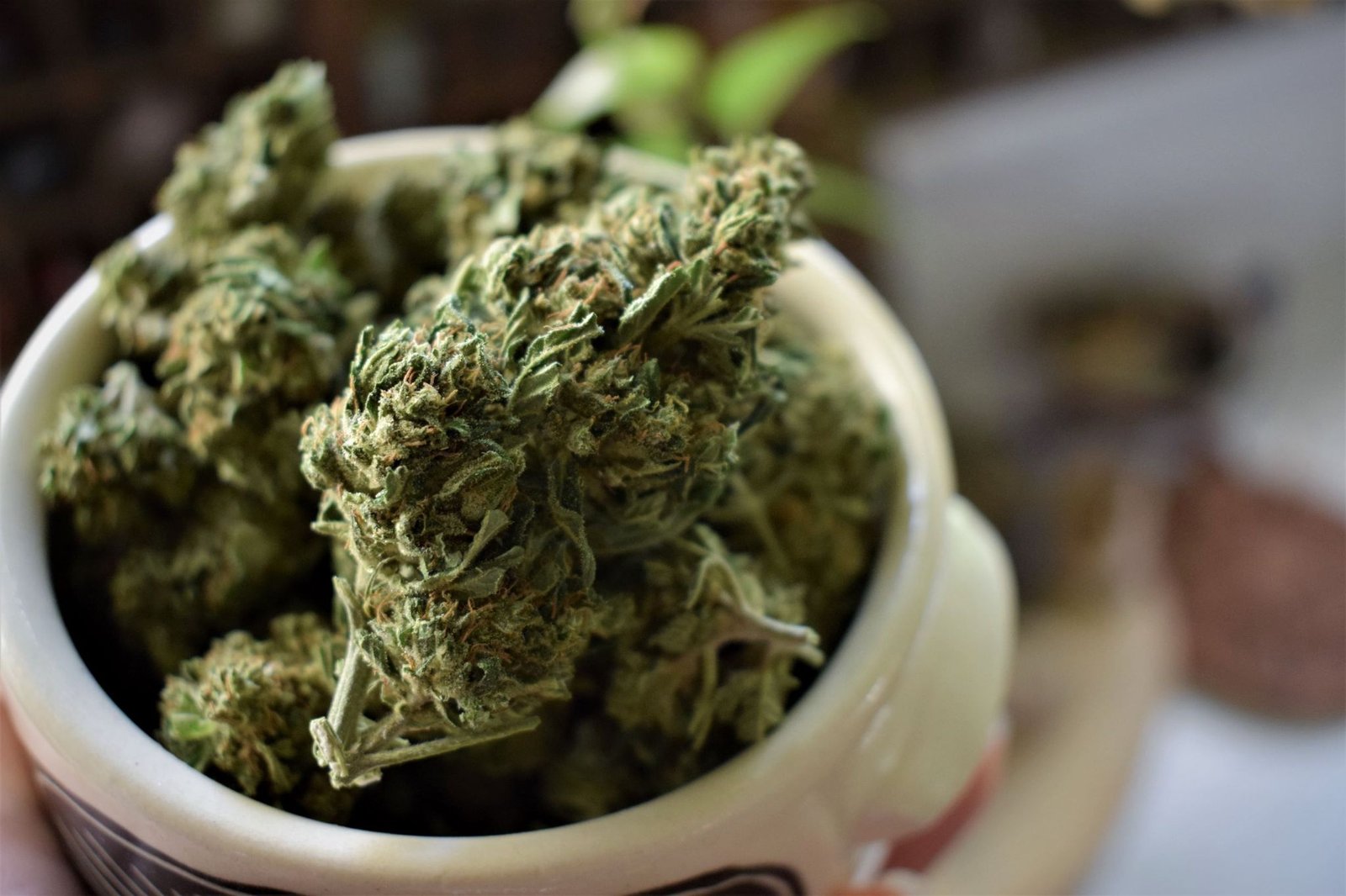 Cbd Flower Popularity Growth In The UK Fernandoe Steves